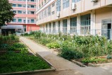归田园(50)