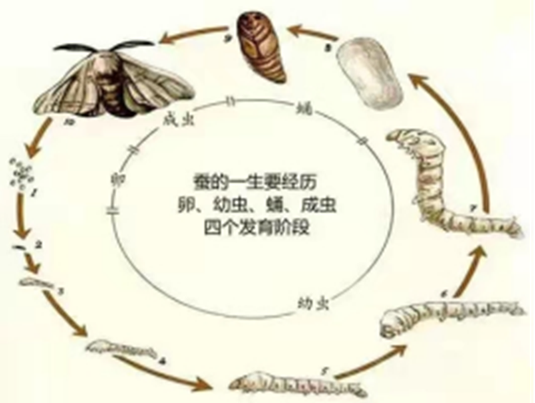 湛江一中培才学校三年级养蚕实践活动--三月，我们与蚕宝宝共成长362.png