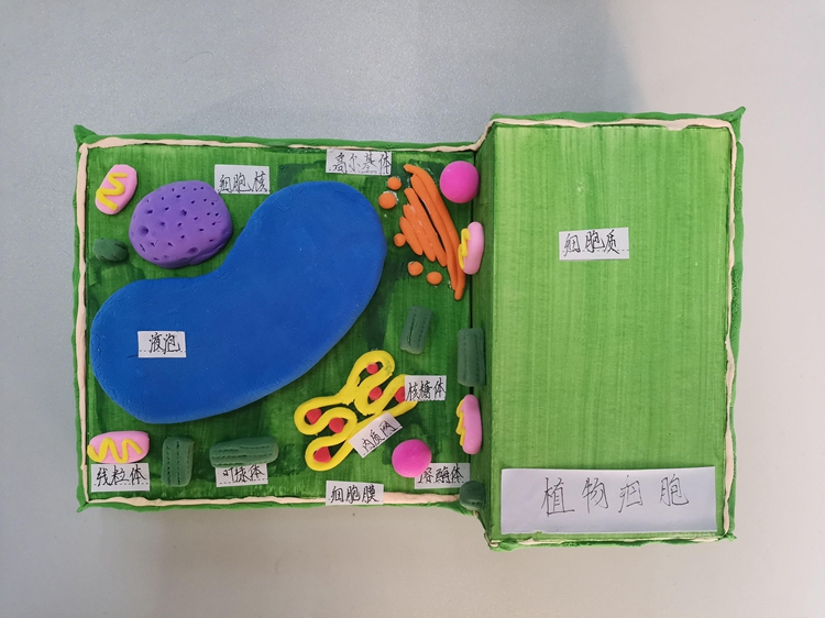 初一12班庄奕乐.jpeg