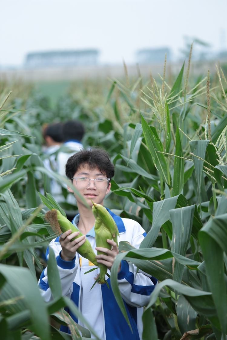 图13学生采摘玉米2.jpg