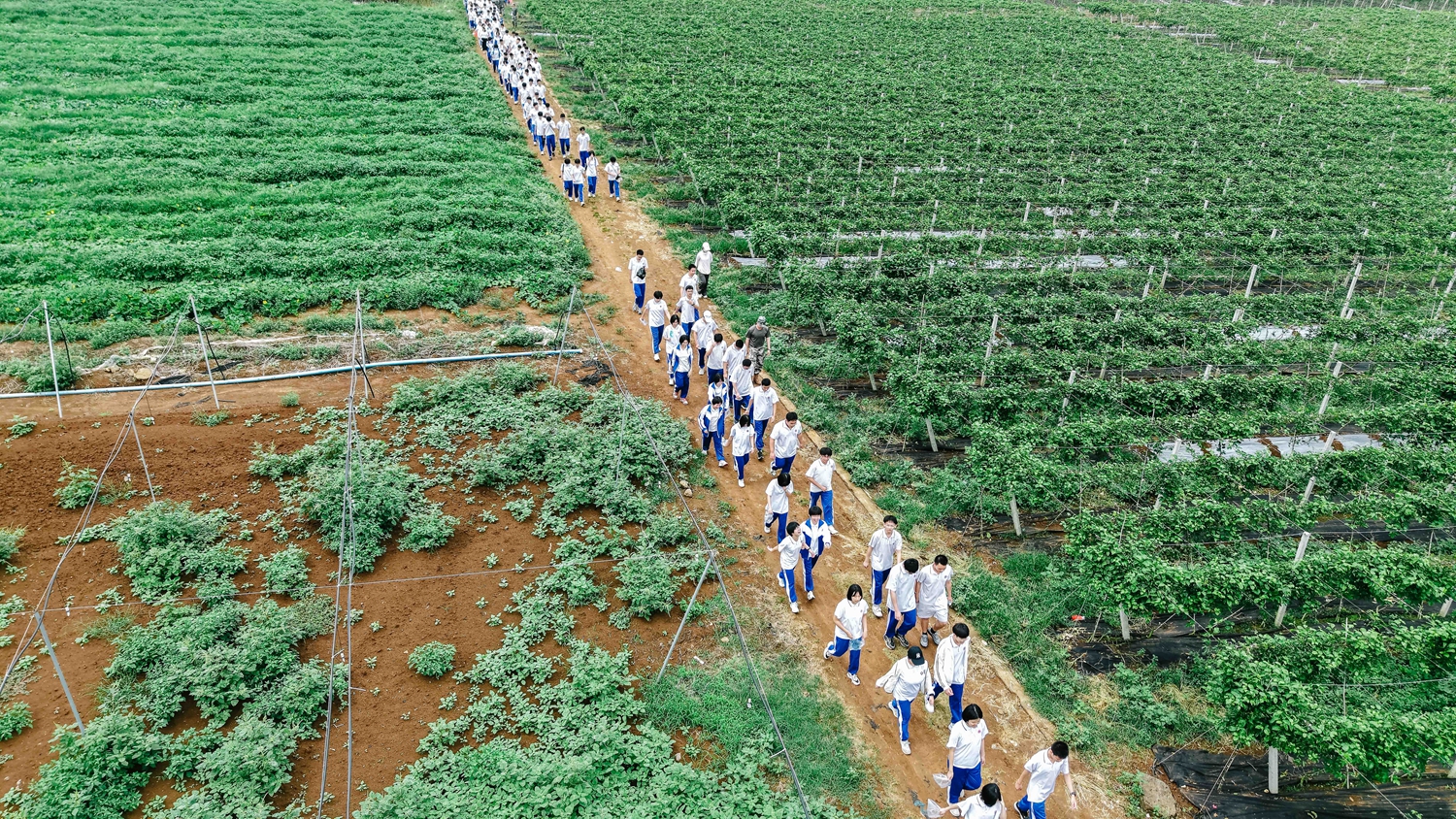 图16：前往蔬菜种植大棚.JPG