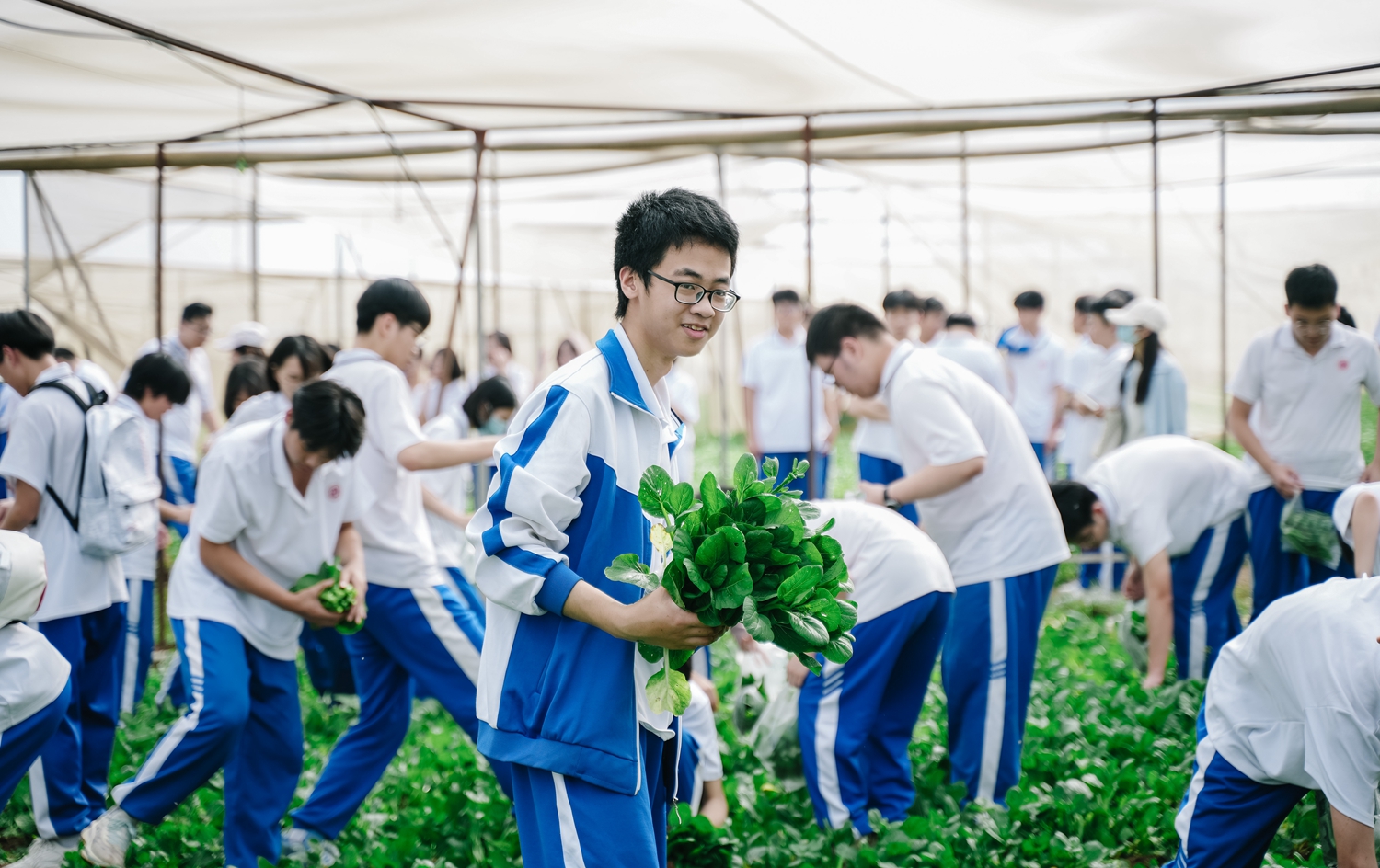 图18：采摘菜心——收获满满.JPG